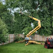 Tree and Shrub Care in Sunrise Beach Village, TX
