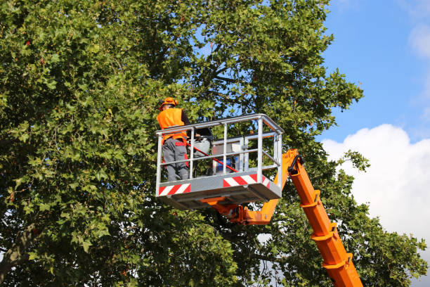 Trusted Sunrise Beach Village, TX Tree Services Experts