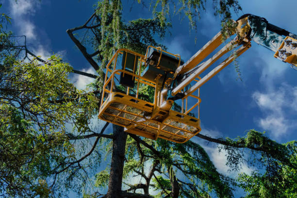 Trusted Sunrise Beach Village, TX Tree Services Experts