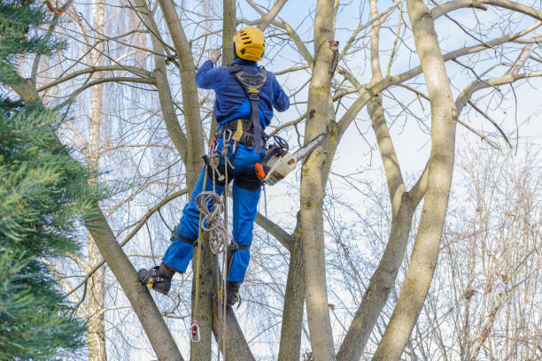 How Our Tree Care Process Works  in  Sunrise Beach Village, TX